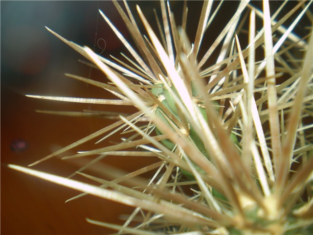 kaktus